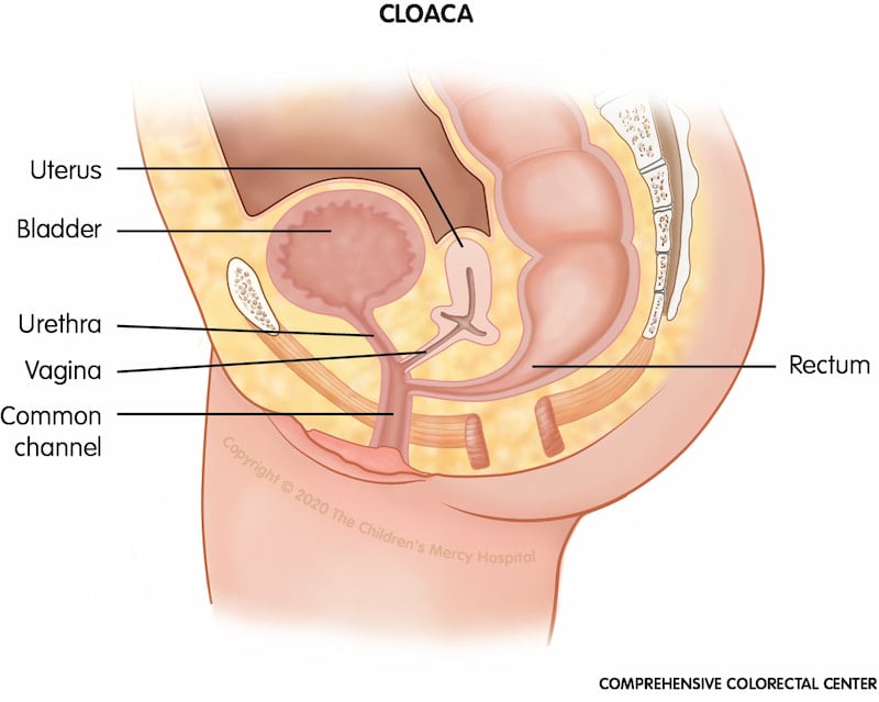 Cloacal gaping in females. The graphs represent female Relative Cloacal