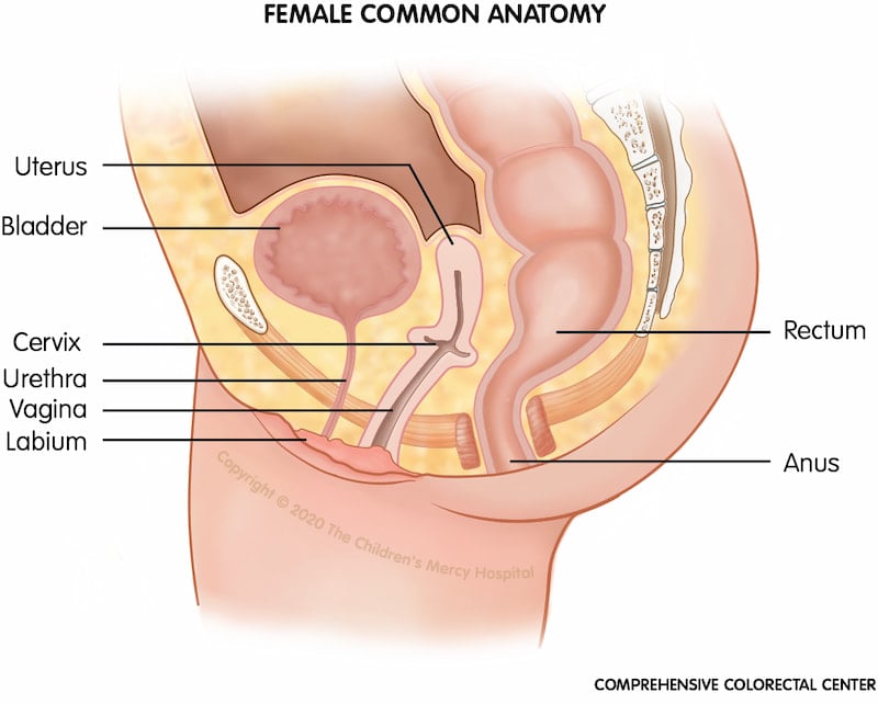 Female Anatomy Diagrams: Inside and Outside the Vagina